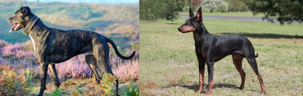 Manchester Terrier vs Alaunt - Breed Comparison