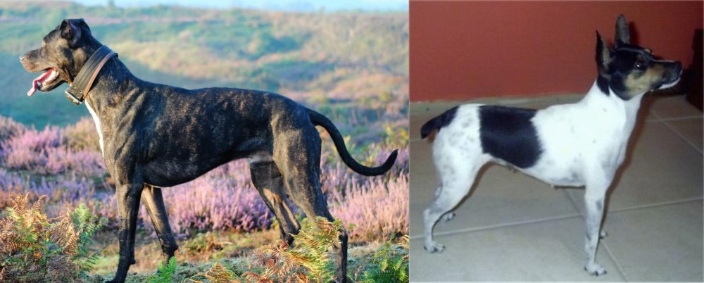 Miniature Fox Terrier vs Alaunt - Breed Comparison