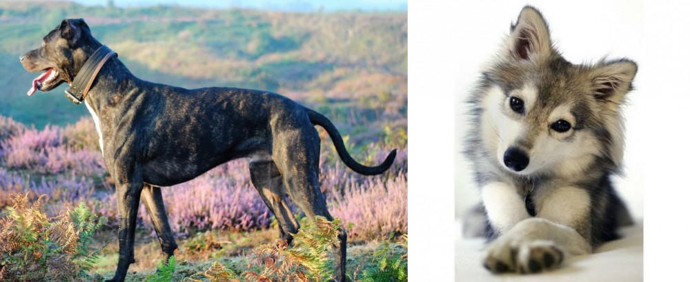 Miniature Siberian Husky vs Alaunt - Breed Comparison