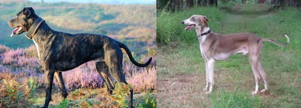 Mudhol Hound vs Alaunt - Breed Comparison