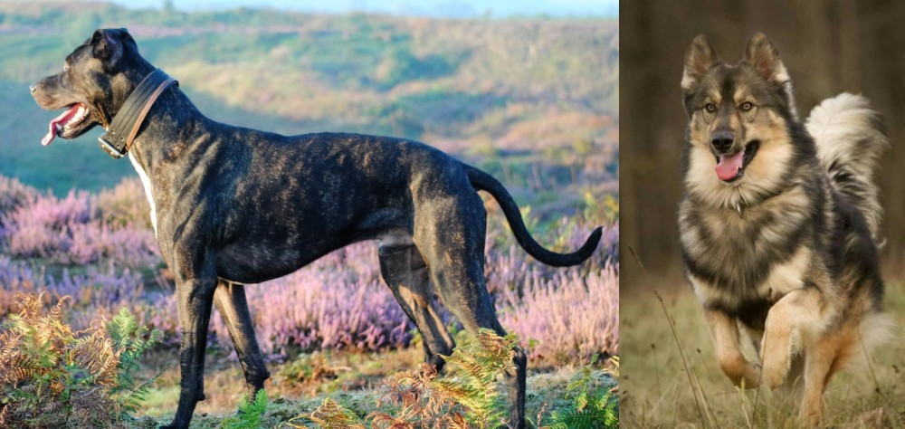 Native American Indian Dog vs Alaunt - Breed Comparison