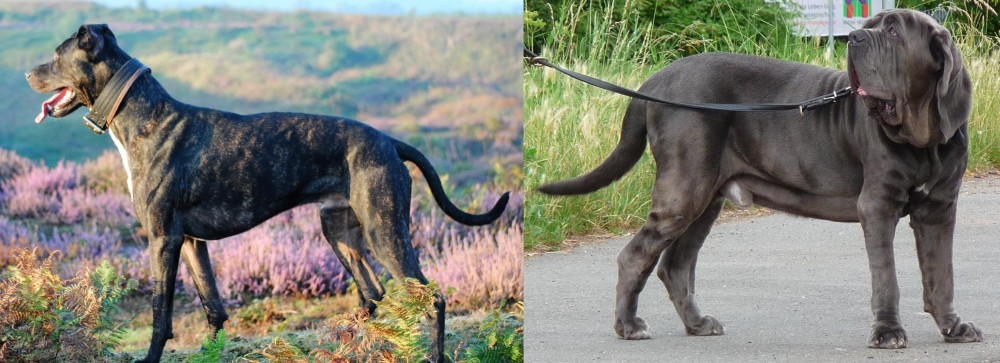 Neapolitan Mastiff vs Alaunt - Breed Comparison