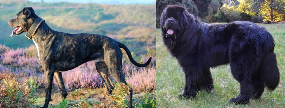 Newfoundland Dog vs Alaunt - Breed Comparison
