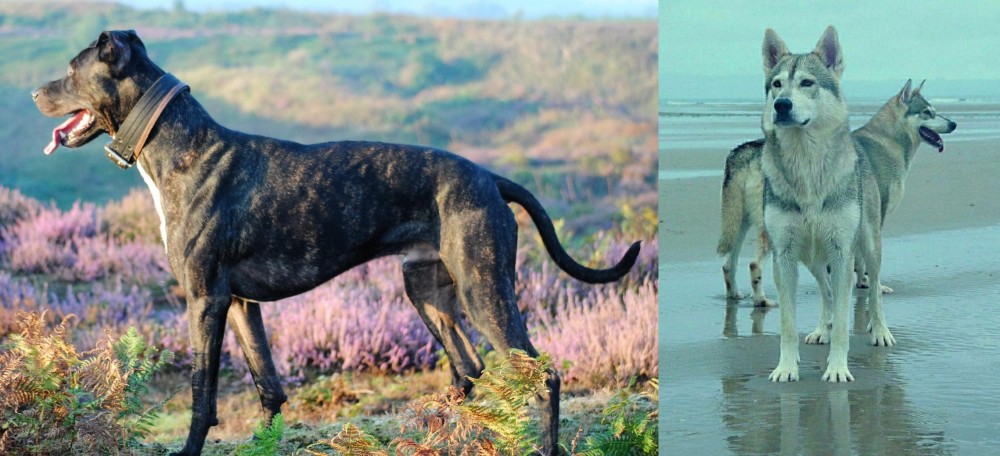 Northern Inuit Dog vs Alaunt - Breed Comparison