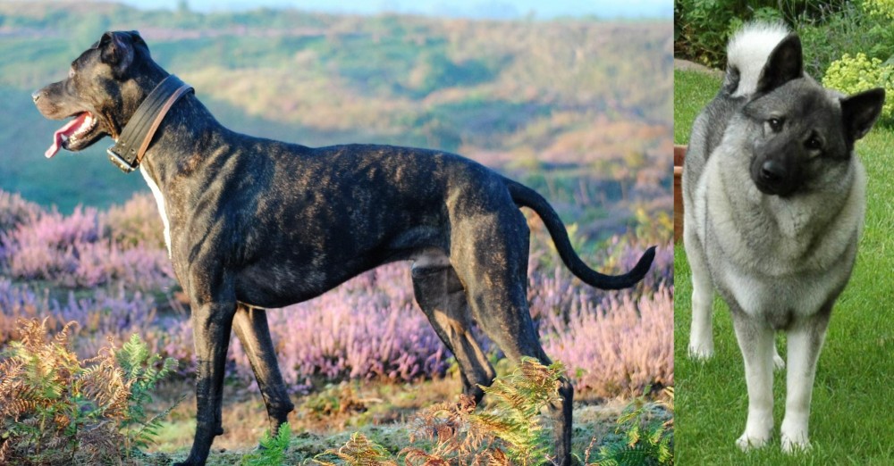 Norwegian Elkhound vs Alaunt - Breed Comparison