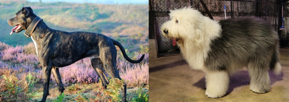 Old English Sheepdog vs Alaunt - Breed Comparison