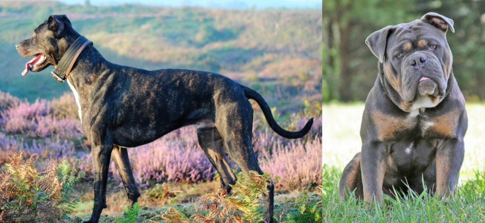 Olde English Bulldogge vs Alaunt - Breed Comparison