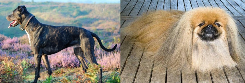 Pekingese vs Alaunt - Breed Comparison