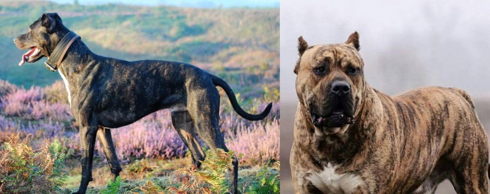 Perro de Presa Canario vs Alaunt - Breed Comparison