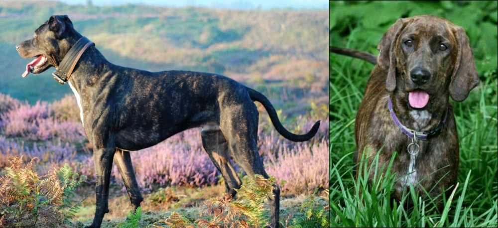 Plott Hound vs Alaunt - Breed Comparison