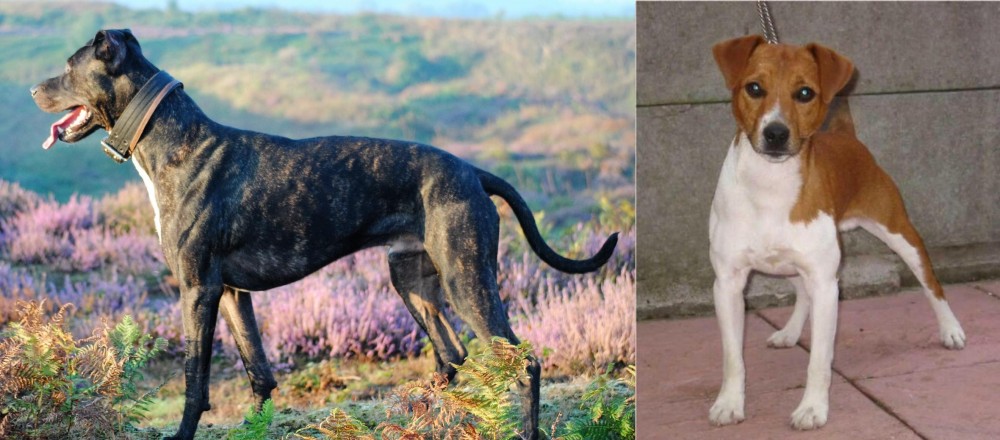 Plummer Terrier vs Alaunt - Breed Comparison