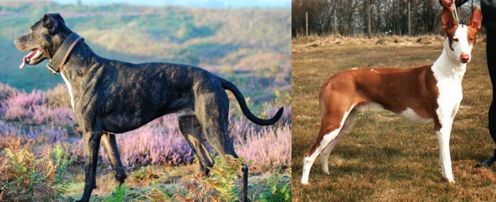 Podenco Canario vs Alaunt - Breed Comparison