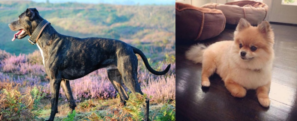Pomeranian vs Alaunt - Breed Comparison