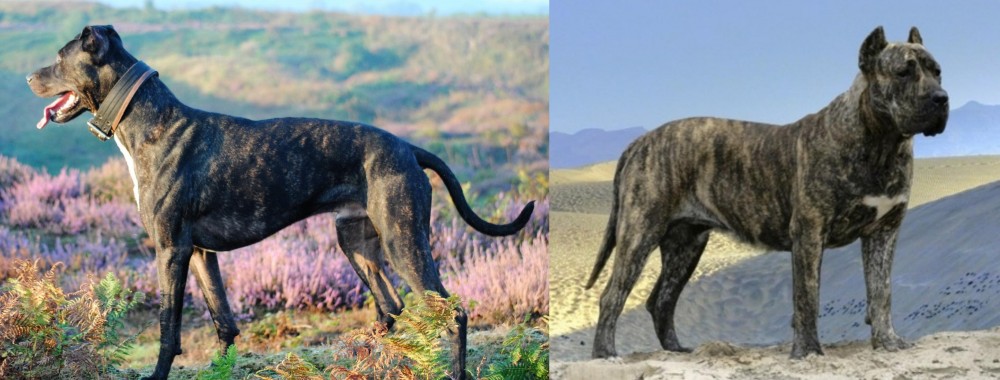 Presa Canario vs Alaunt - Breed Comparison