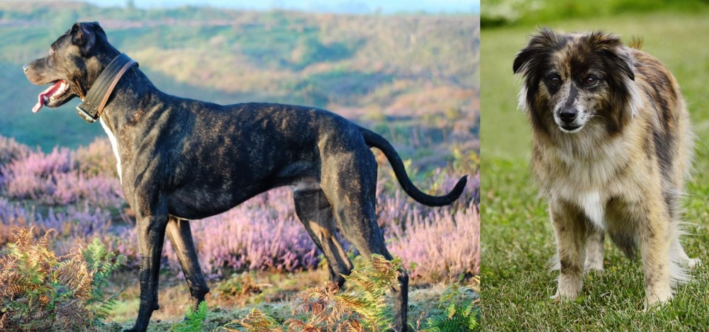Pyrenean Shepherd vs Alaunt - Breed Comparison