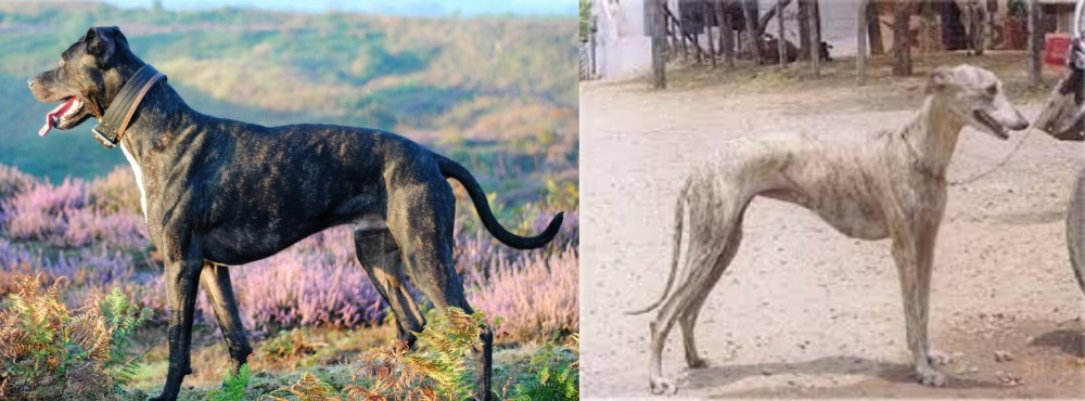 Rampur Greyhound vs Alaunt - Breed Comparison