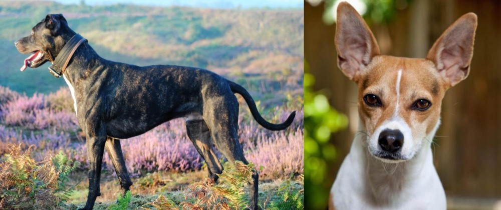 Rat Terrier vs Alaunt - Breed Comparison