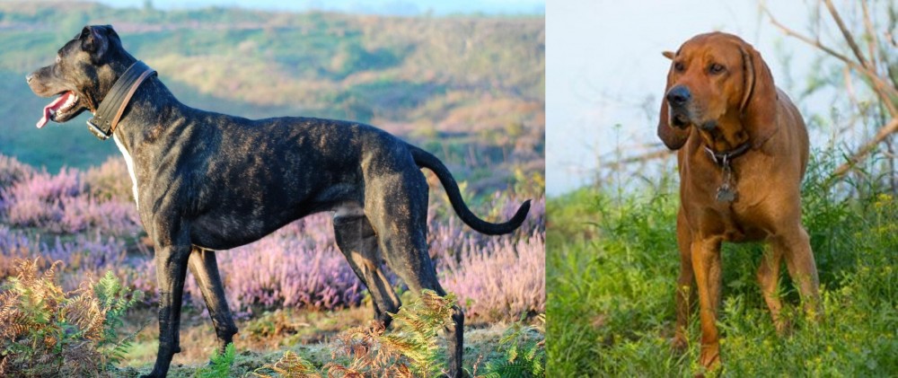 Redbone Coonhound vs Alaunt - Breed Comparison