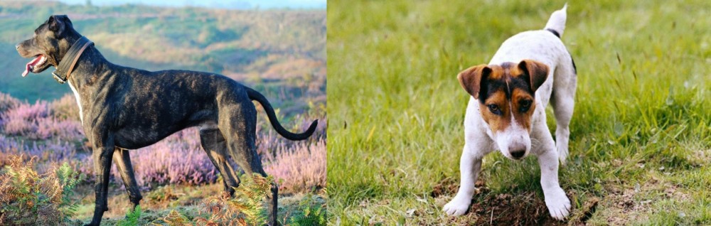 Russell Terrier vs Alaunt - Breed Comparison