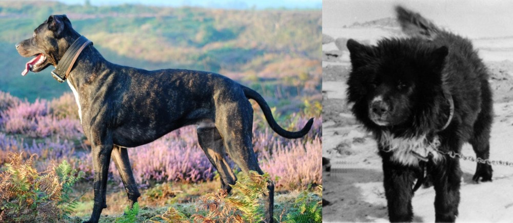 Sakhalin Husky vs Alaunt - Breed Comparison