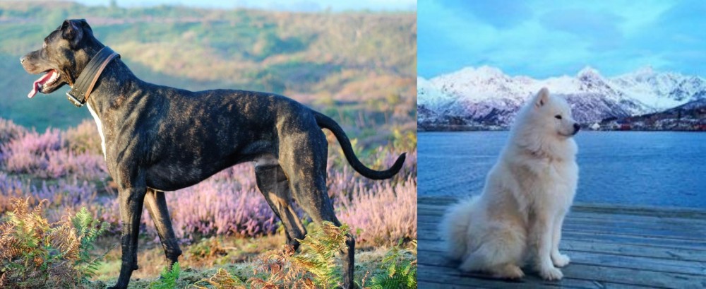 Samoyed vs Alaunt - Breed Comparison