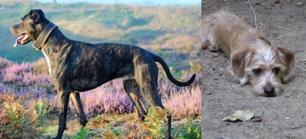Schweenie vs Alaunt - Breed Comparison