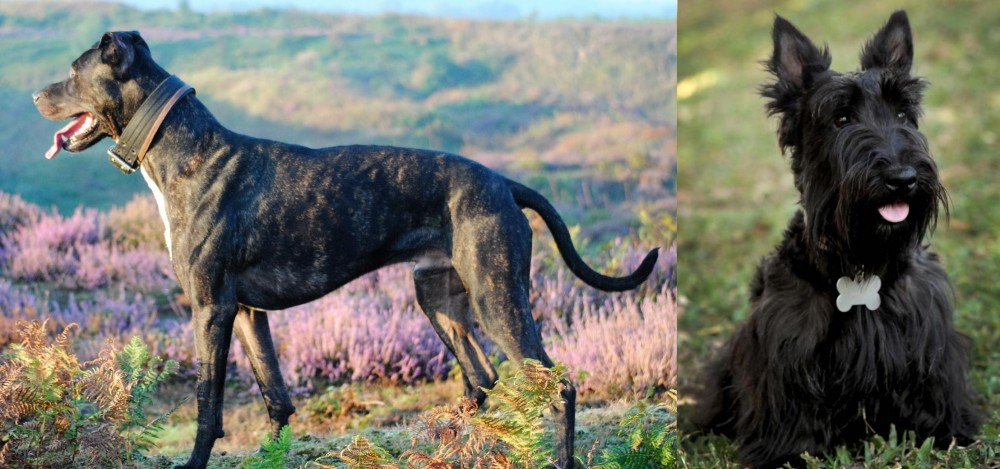 Scoland Terrier vs Alaunt - Breed Comparison