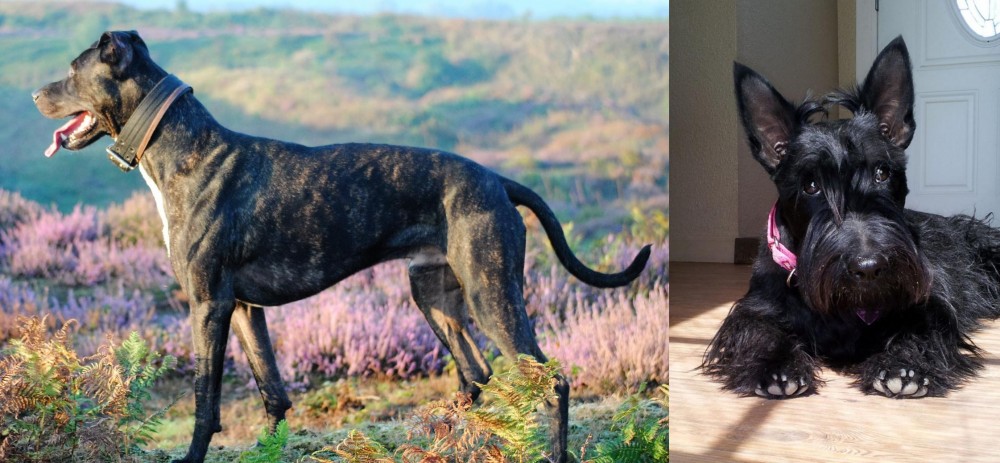 Scottish Terrier vs Alaunt - Breed Comparison
