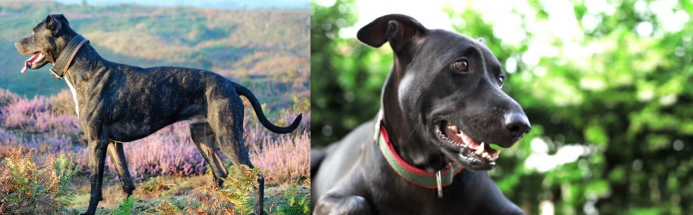 Shepard Labrador vs Alaunt - Breed Comparison