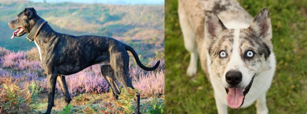 Shepherd Husky vs Alaunt - Breed Comparison