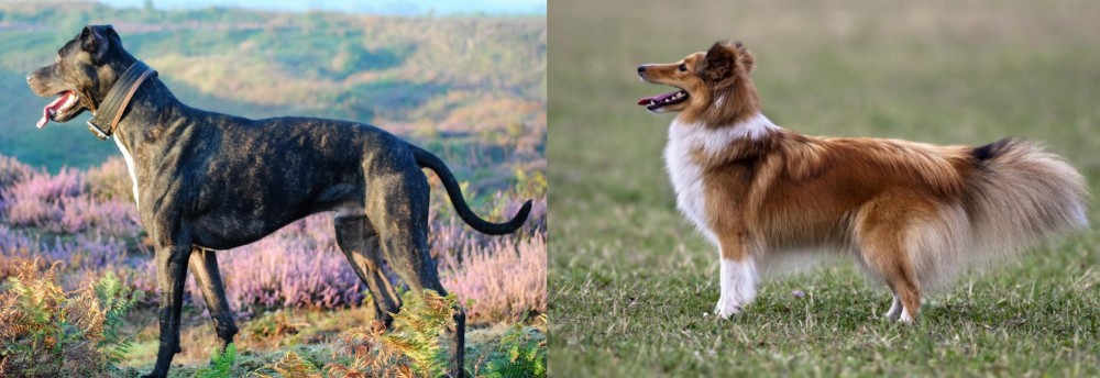 Shetland Sheepdog vs Alaunt - Breed Comparison
