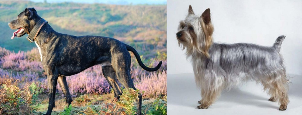 Silky Terrier vs Alaunt - Breed Comparison