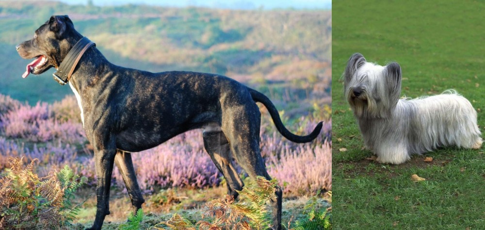 Skye Terrier vs Alaunt - Breed Comparison