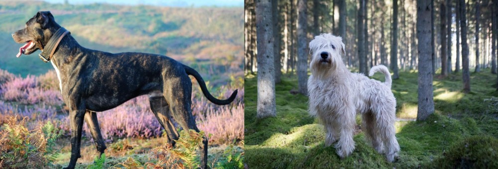 Soft-Coated Wheaten Terrier vs Alaunt - Breed Comparison