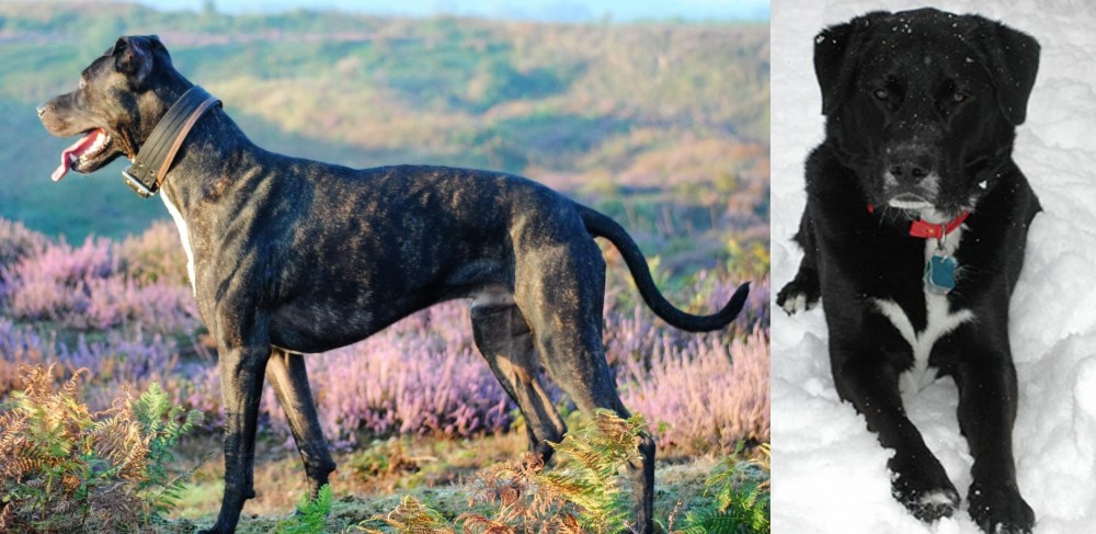 St. John's Water Dog vs Alaunt - Breed Comparison