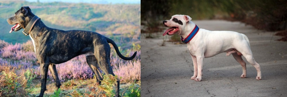 Staffordshire Bull Terrier vs Alaunt - Breed Comparison