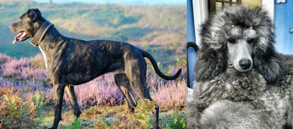 Standard Poodle vs Alaunt - Breed Comparison