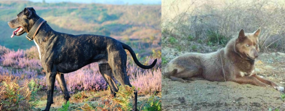 Tahltan Bear Dog vs Alaunt - Breed Comparison
