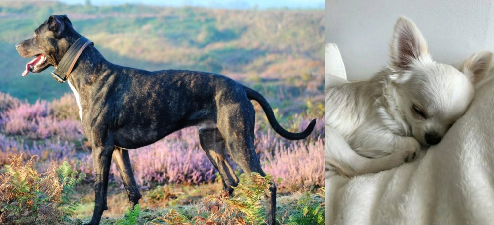 Tea Cup Chihuahua vs Alaunt - Breed Comparison