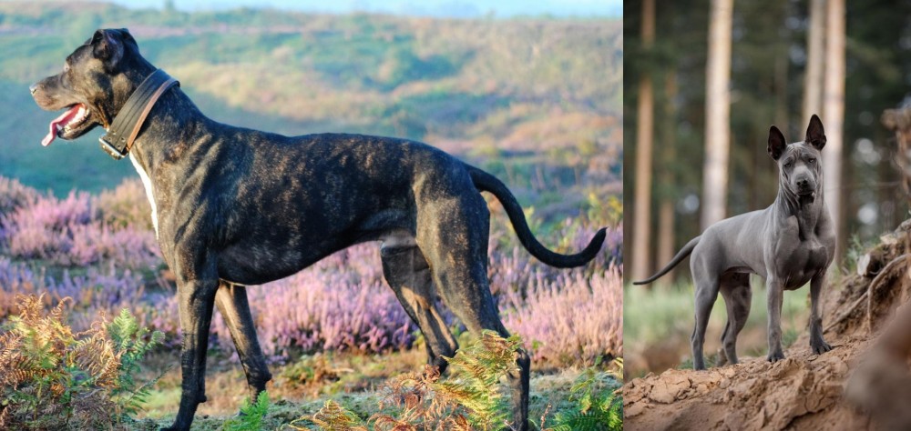 Thai Ridgeback vs Alaunt - Breed Comparison