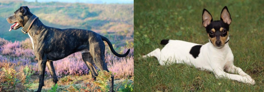 Toy Fox Terrier vs Alaunt - Breed Comparison