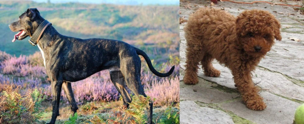 Toy Poodle vs Alaunt - Breed Comparison