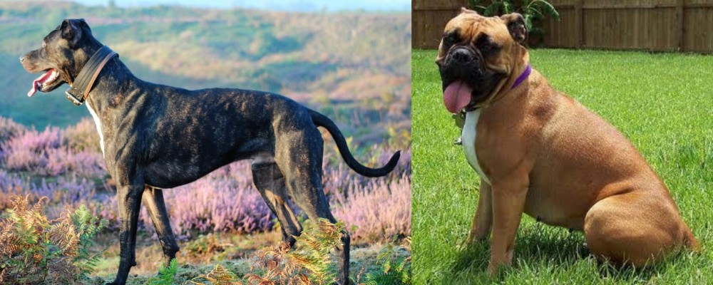 Valley Bulldog vs Alaunt - Breed Comparison