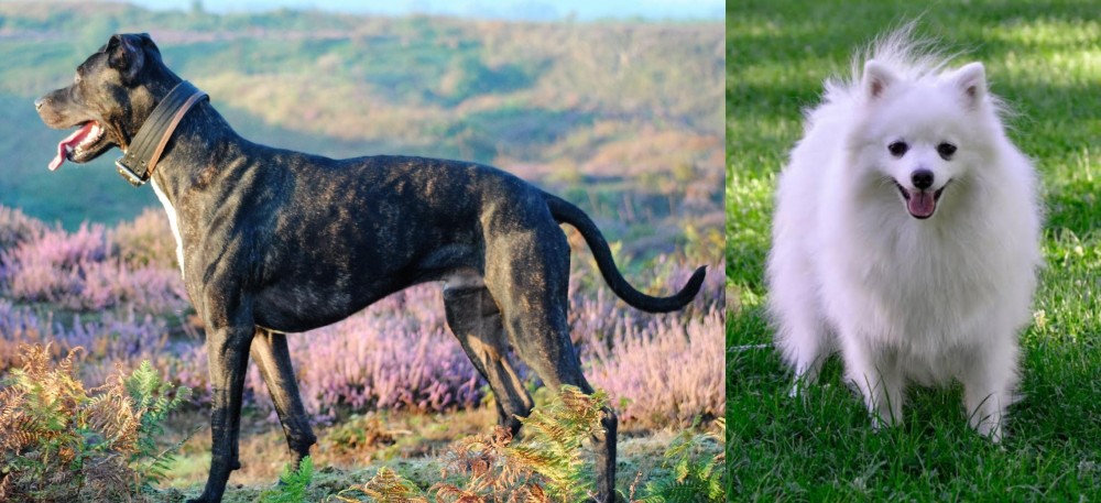 Volpino Italiano vs Alaunt - Breed Comparison