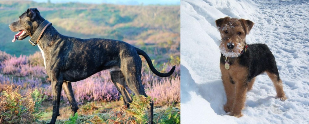 Welsh Terrier vs Alaunt - Breed Comparison