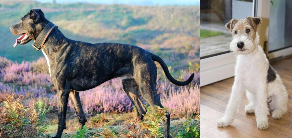 Wire Fox Terrier vs Alaunt - Breed Comparison
