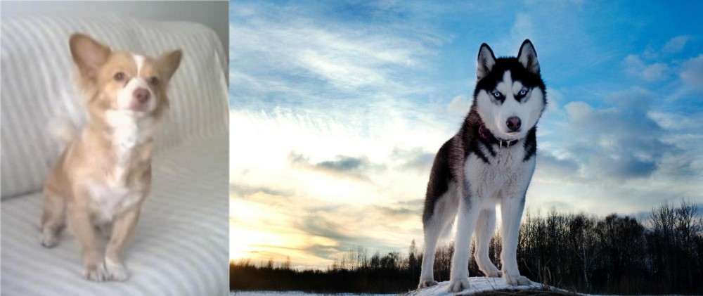 Alaskan Husky vs Alopekis - Breed Comparison