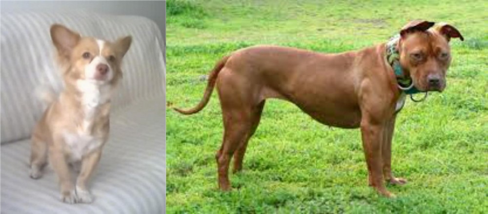 American Pit Bull Terrier vs Alopekis - Breed Comparison