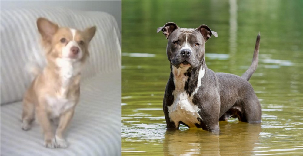 American Staffordshire Terrier vs Alopekis - Breed Comparison