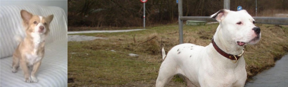 Antebellum Bulldog vs Alopekis - Breed Comparison